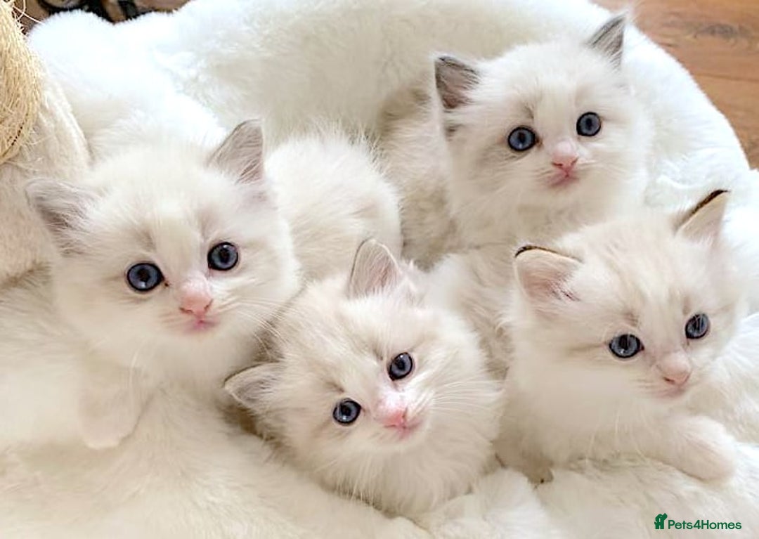 Ragdoll cats for sale: INDOOR FULL PEDIGREE RAGDOLL KITTENS - Advert 1