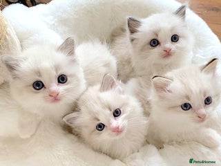 Ragdoll cats INDOOR FULL PEDIGREE RAGDOLL KITTENS - Advert 2