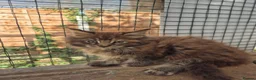 Maine Coon cats for sale: 4 beautuful Maine Coons for new homes - Advert 9