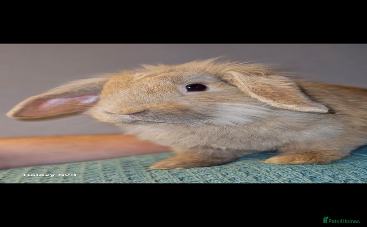 English Lop rabbits for sale - Advert 2