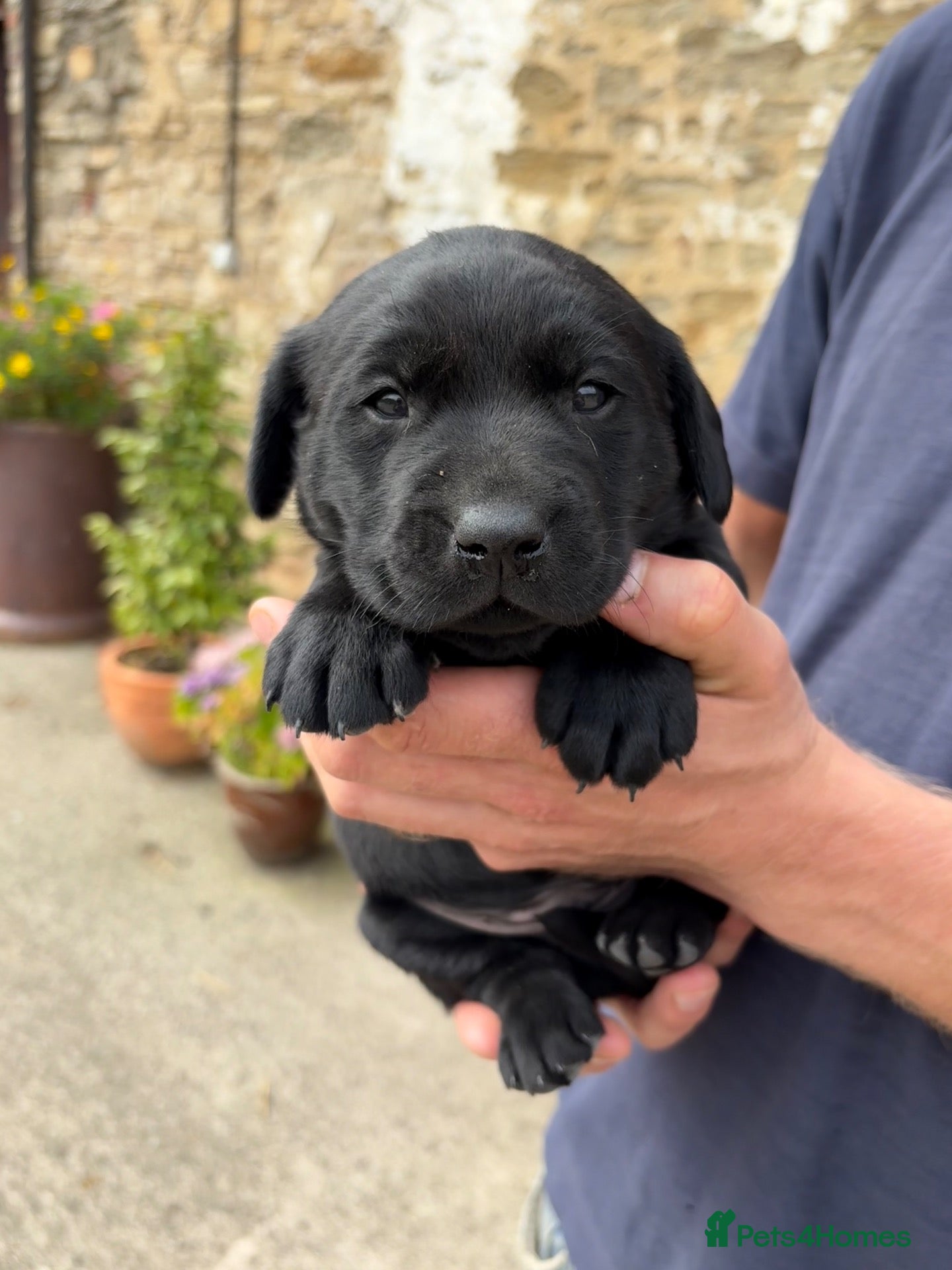 Labrador Retriever dogs Gorgeous KC Labrador Puppies - Advert 1