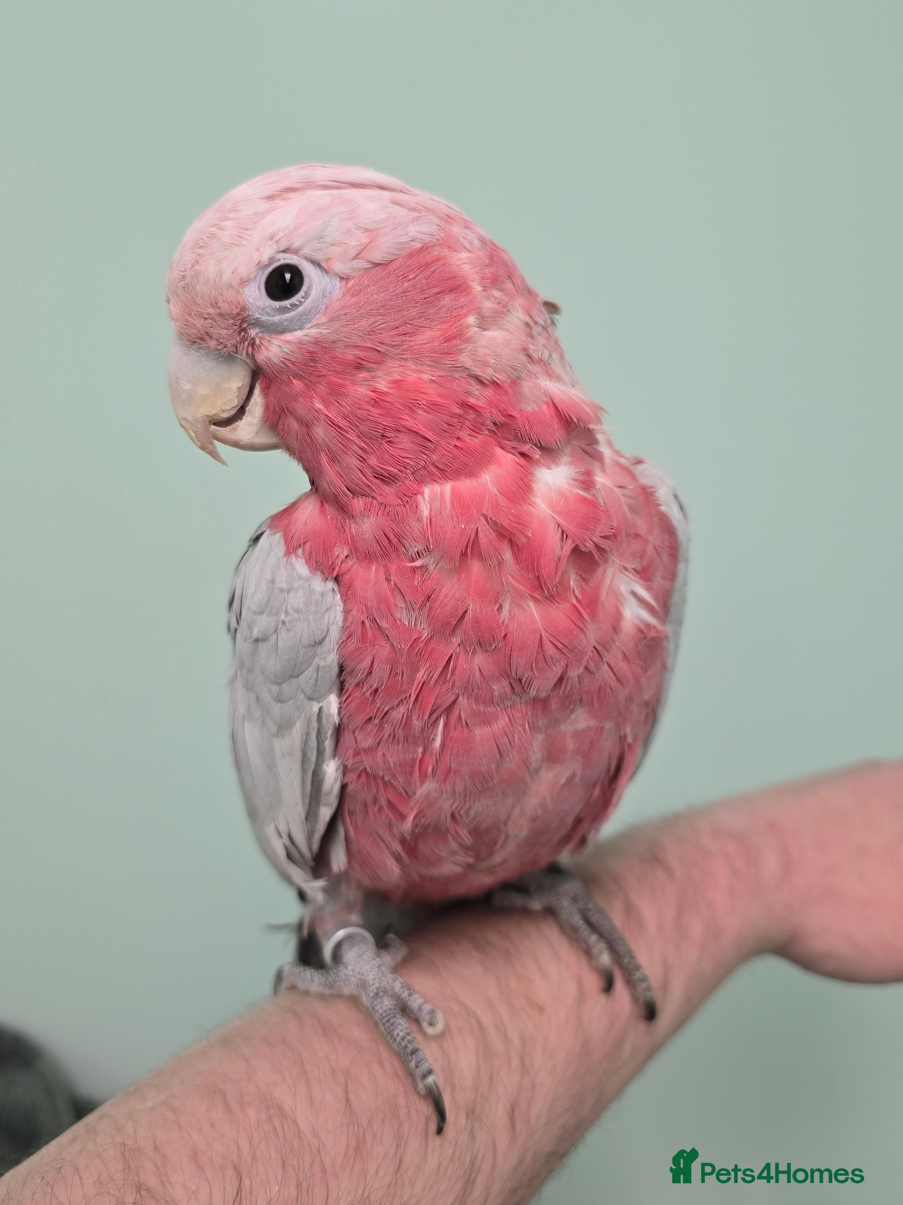 Parrots birds Beautiful Handreared Galah, Caique & Parrotlets!!! - Advert 2