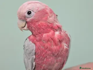 Parrots birds Beautiful Handreared Galah, Caique & Parrotlets!!! - Advert 2