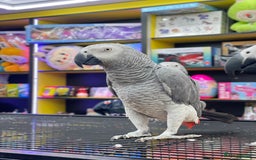 Parrots birds for sale: African Grey  - Image 4