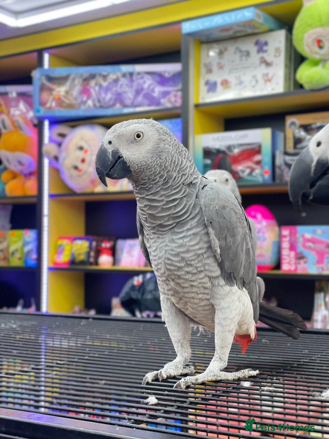 Parrots birds for sale: African Grey  - Image 4