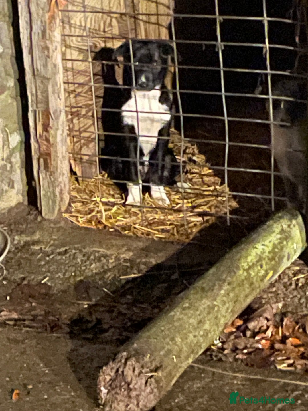 Border Collie dogs for sale: Collie - Image 3