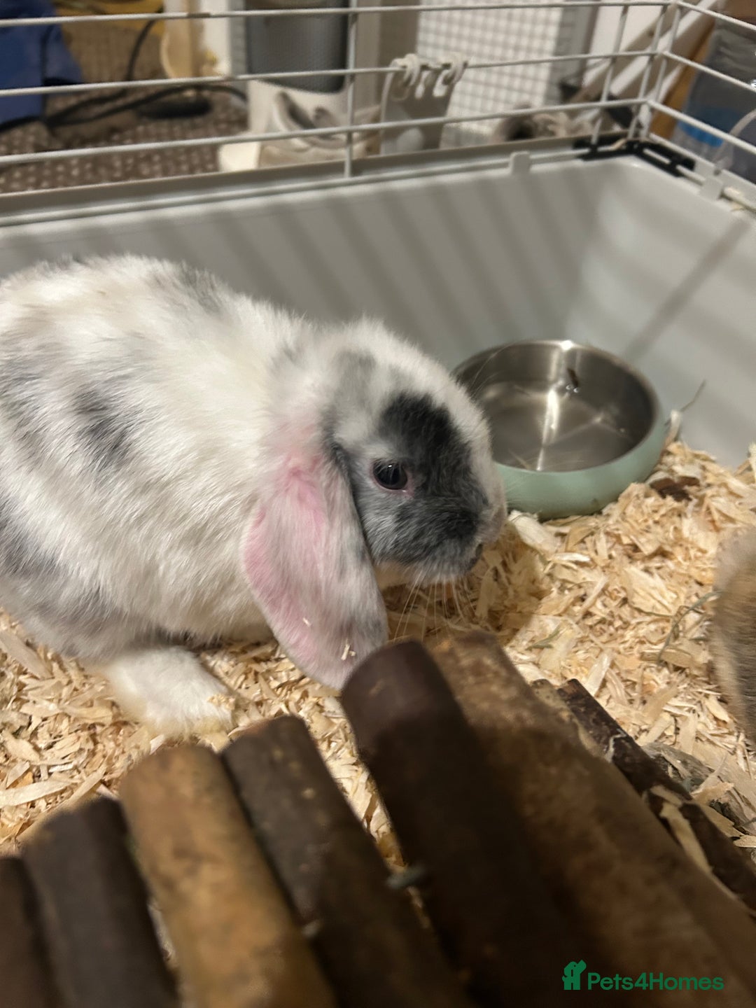 Mixed Breed rabbits for sale: 4x Bunnies for sale  - Advert 16