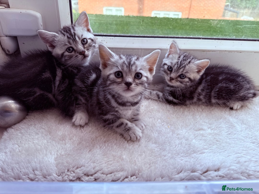 British Shorthair cats for sale: GCCF Rare Show Quality BSH Silver Tabby Kittens - Image 6