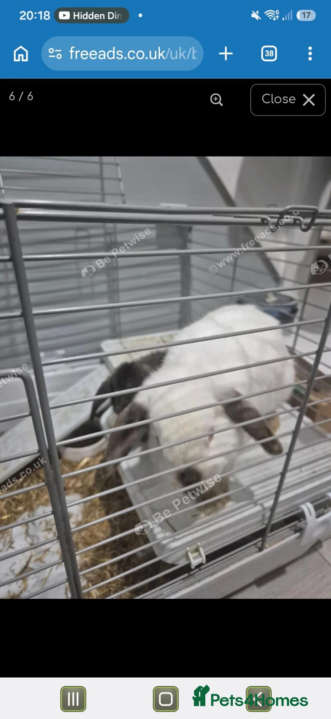 Mini Lop rabbits for sale: lovely girl for sale - Advert 5