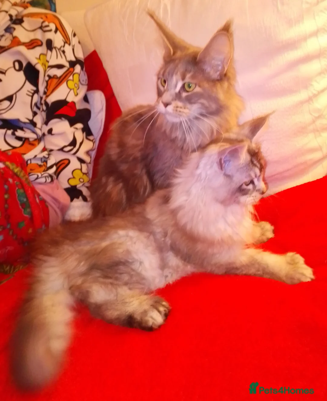 Maine Coon cats for sale: POLYDACTYL large TICA boy - collect S.WALES/SURREY - Advert 21