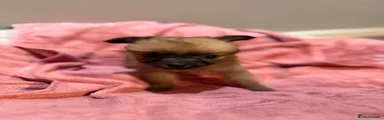 Mixed Breed 5