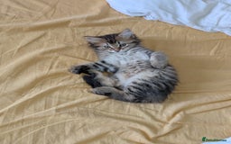 Domestic Shorthair cats for sale: Kind Homes Only – 4 Beautiful Healthy Kittens in Edgware - Image 40