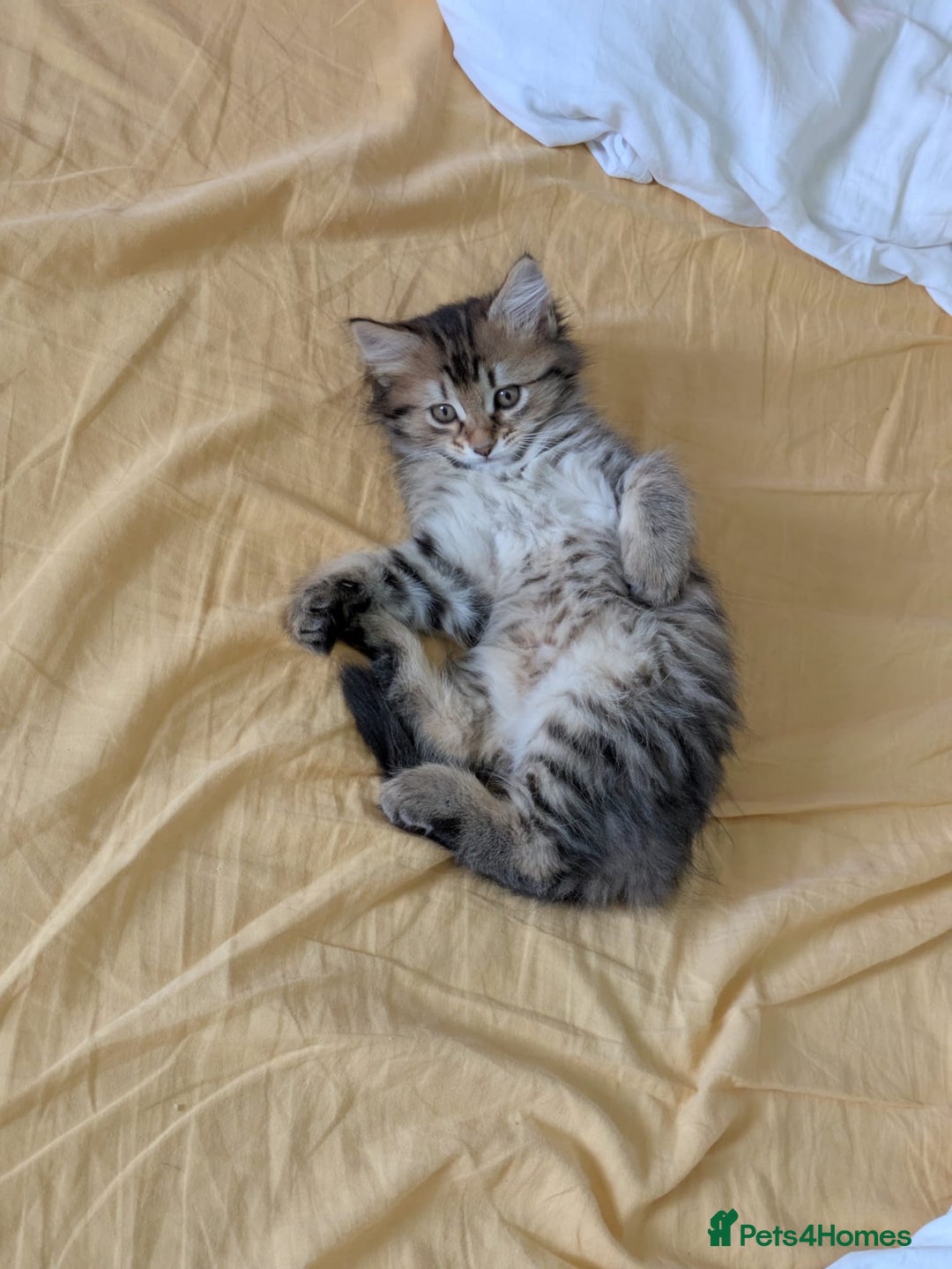 Domestic Shorthair cats for sale: Kind Homes Only – 4 Beautiful Healthy Kittens in Edgware - Image 40