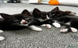 British Shorthair cats for sale: British short hair cross  - Image 12