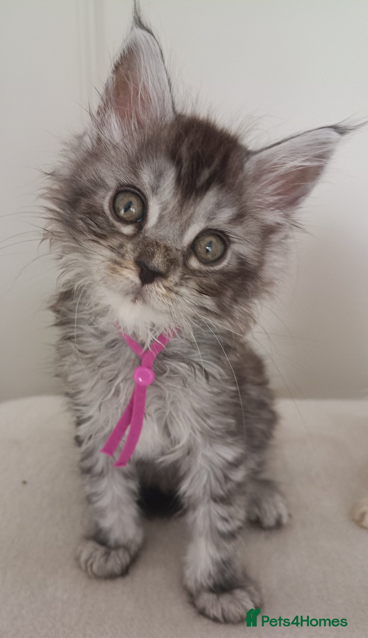 Maine Coon cats Stunning Maine Coon Kittens ONLY 2 GIRLS LEFT ✨😻 - Advert 2
