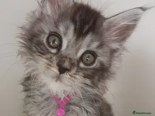 Maine Coon cats Stunning Maine Coon Kittens ONLY 2 GIRLS LEFT ✨😻 - Advert 1