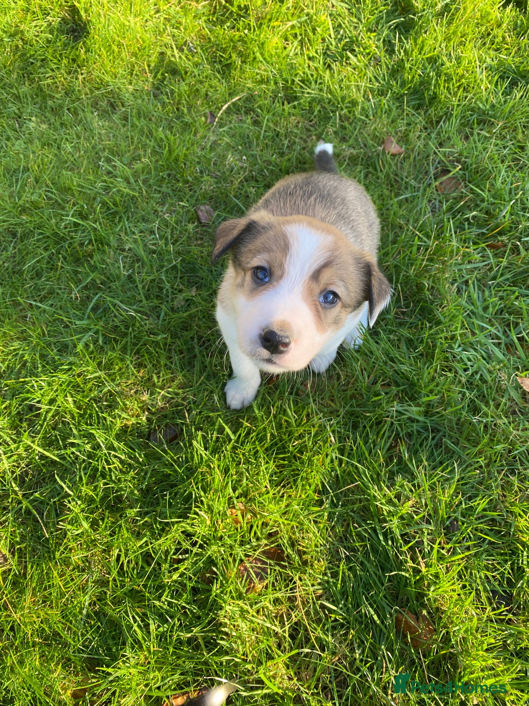 Mixed Breed dogs for sale: Beautiful Welsh Collie x Border Collie Puppies - Advert 16