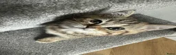 British Shorthair cats for sale: 😻Beautiful British Shorthair Kittens 🐈‍⬛ 🩷💙 - Advert 23