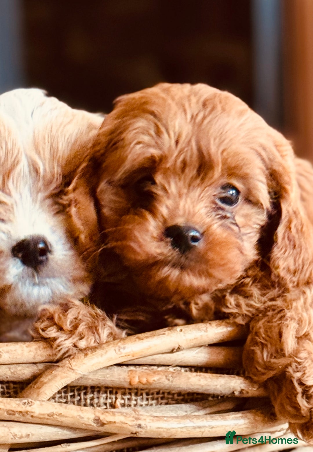 Cavapoo dogs for sale: Outstanding F1 Cavapoo Pups - Image 4
