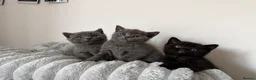 British Shorthair cats for sale: Wonderful British Kittens - Advert 7