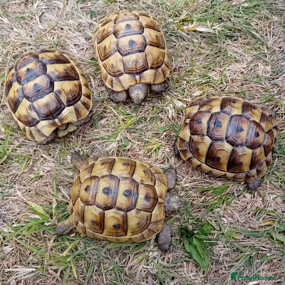 Tortoise reptiles for sale: Baby Hermans and spur thighed tortoises in Norwich - Advert 2