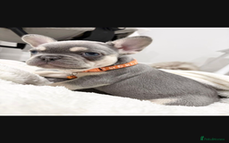 French Bulldog dogs for sale: French bulldog puppies  - Image 17