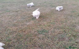 Golden Retriever dogs for sale: Gorgeous Golden Retrievers 8 weeks old H/Tested  - Image 11