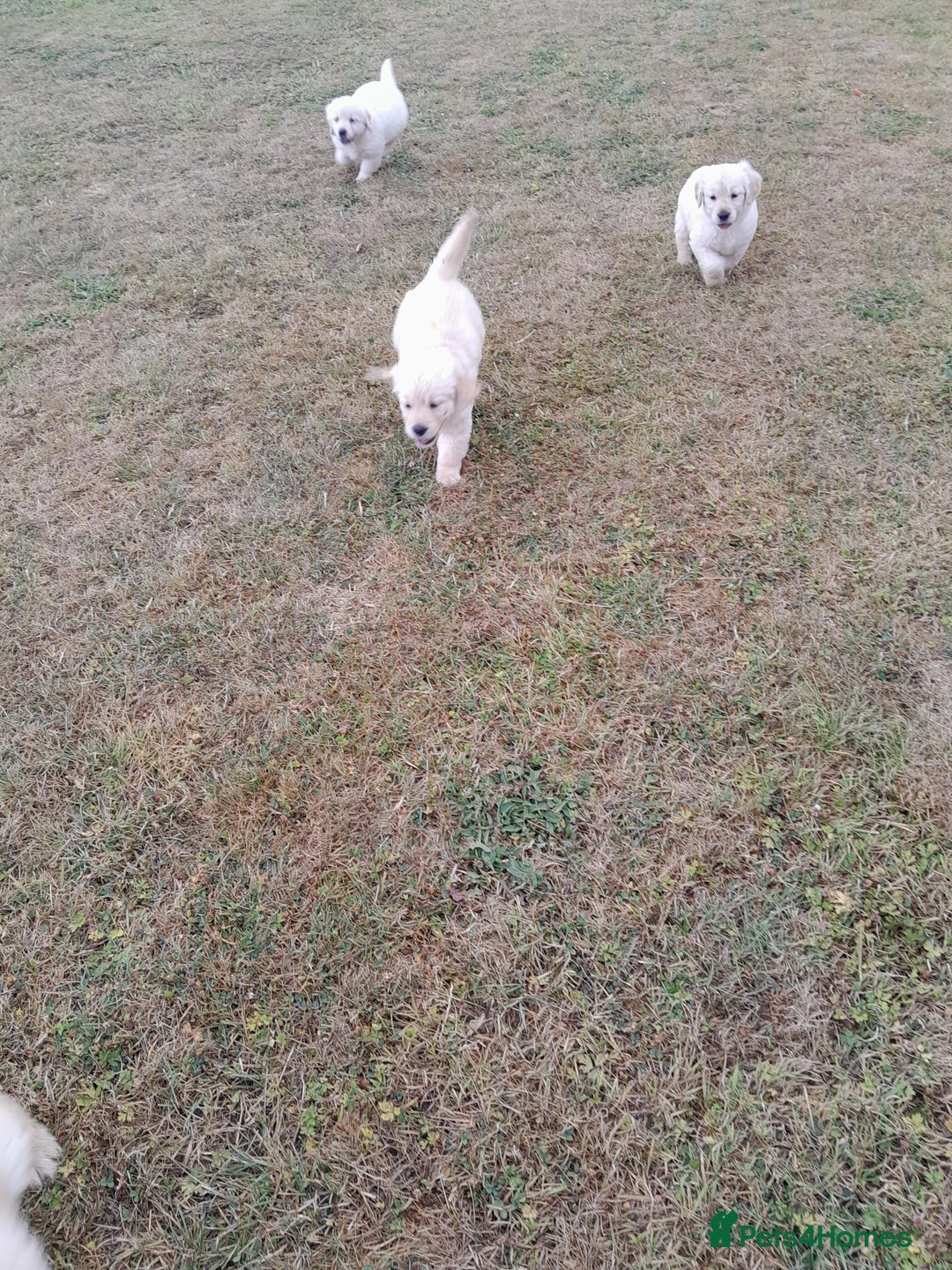 Golden Retriever dogs for sale: Gorgeous Golden Retrievers 8 weeks old H/Tested  - Image 11