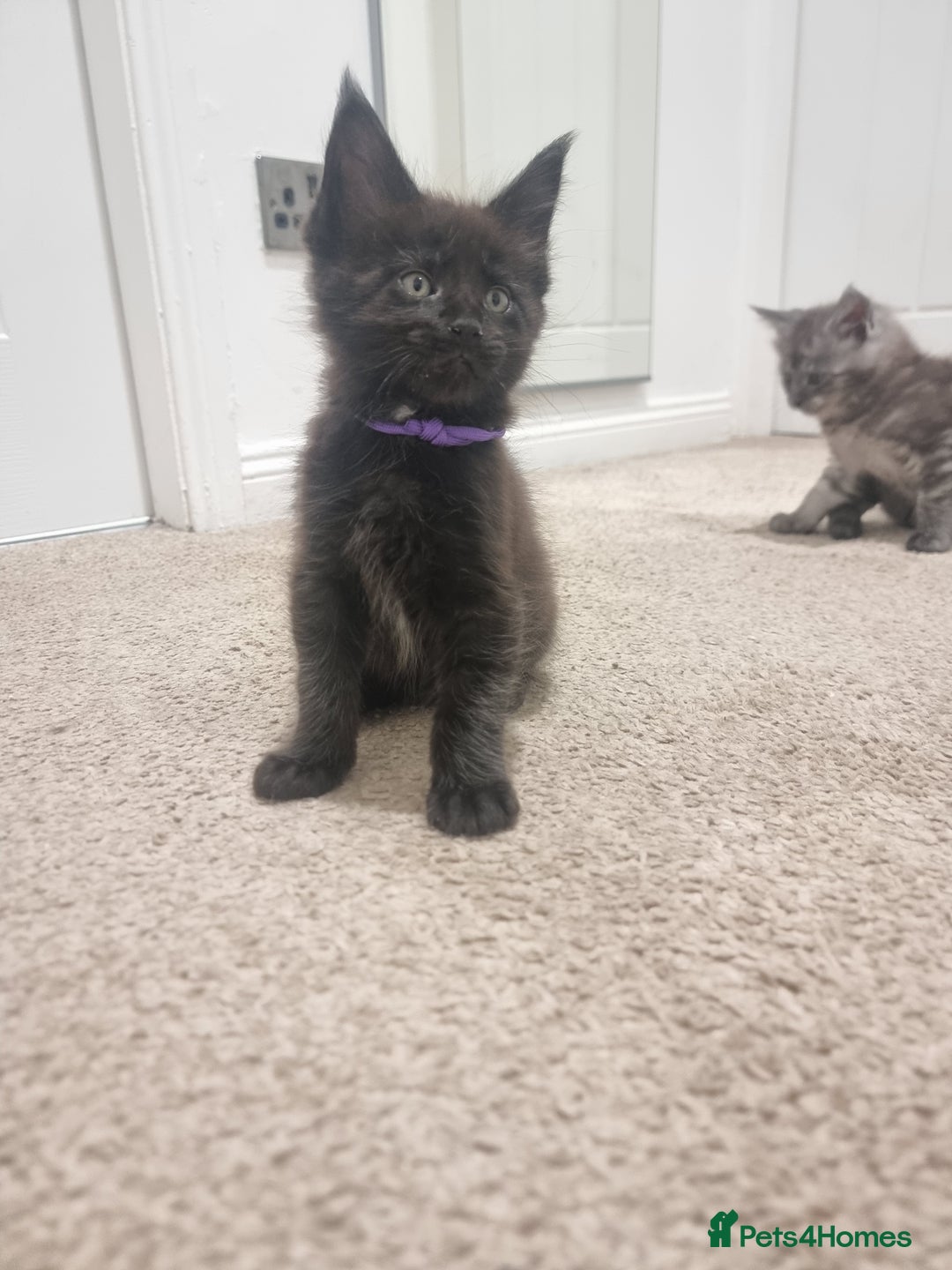 Maine Coon cats for sale: Stunning Maine Coon Kittens for sale/ Reservation  - Advert 6