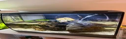 Crabs fish for sale: RedClaw Crab & Complete Fluval Flex Aquarium Setup in Bicester - Advert 3