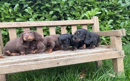 Miniature Dachshund dogs for sale: miniature Dasher - Image 6