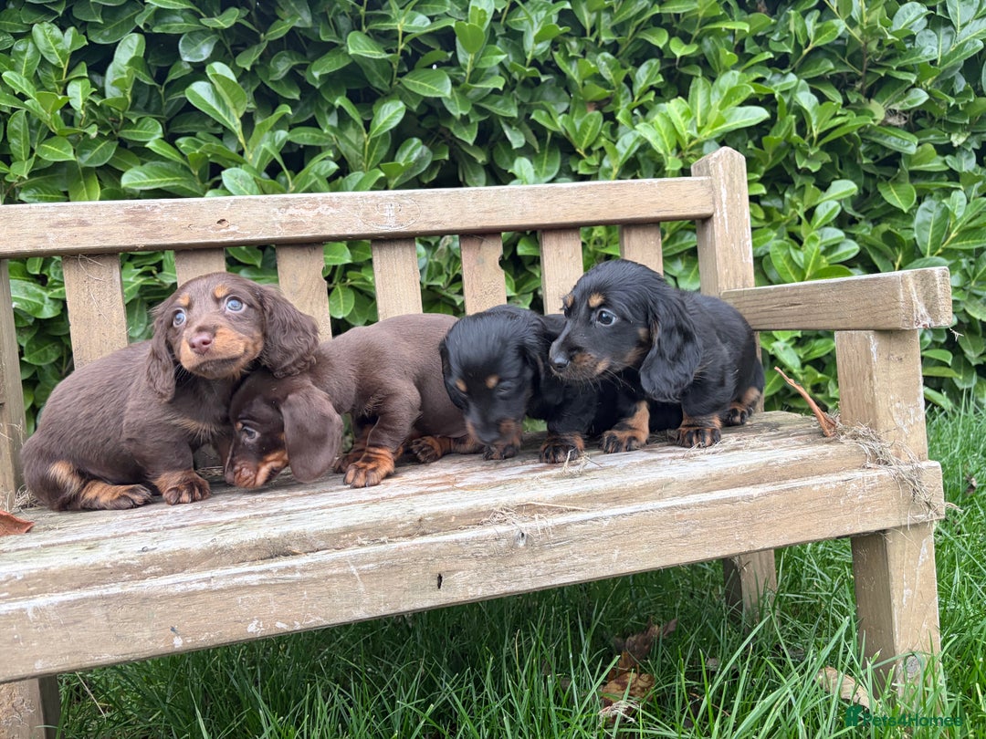 Miniature Dachshund dogs for sale: miniature Dasher - Image 6
