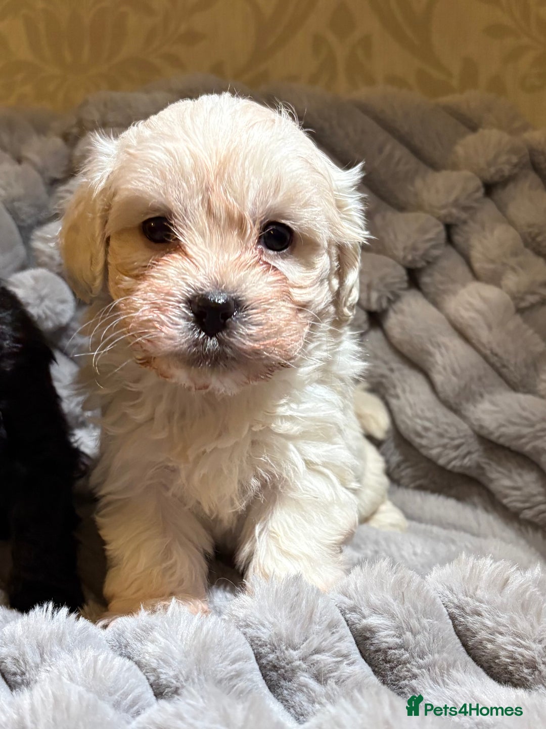 Shihpoo dogs for sale: Shihpoos for sale   - Advert 16