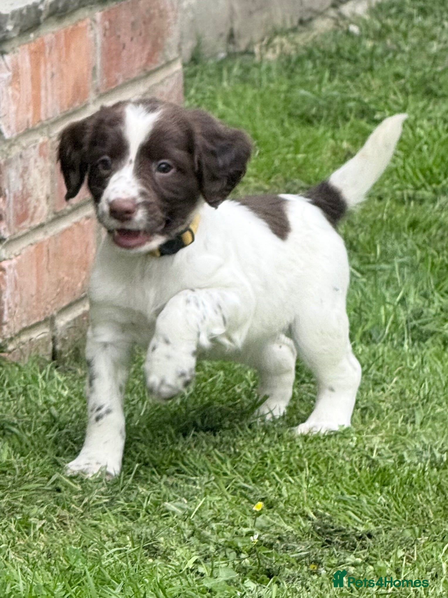 English Springer Spaniel dogs Beautiful Springer Spaniel Puppies - Advert 2