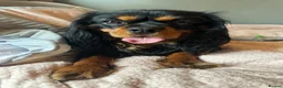 Cavalier King Charles Spaniel dogs for stud: KC BCA Clear Health Tested Black & Tan CKCS Stud - Advert 2