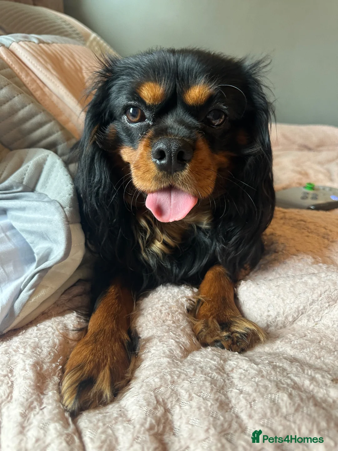 Cavalier King Charles Spaniel dogs for stud: KC BCA Clear Health Tested Black & Tan CKCS Stud - Advert 2