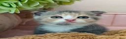 Scottish Fold cats for sale: Stunning Scottish fold & Selkirk Rex kitten  - Advert 1