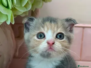 Scottish Fold cats Stunning Scottish fold & Selkirk Rex kitten - Advert 1