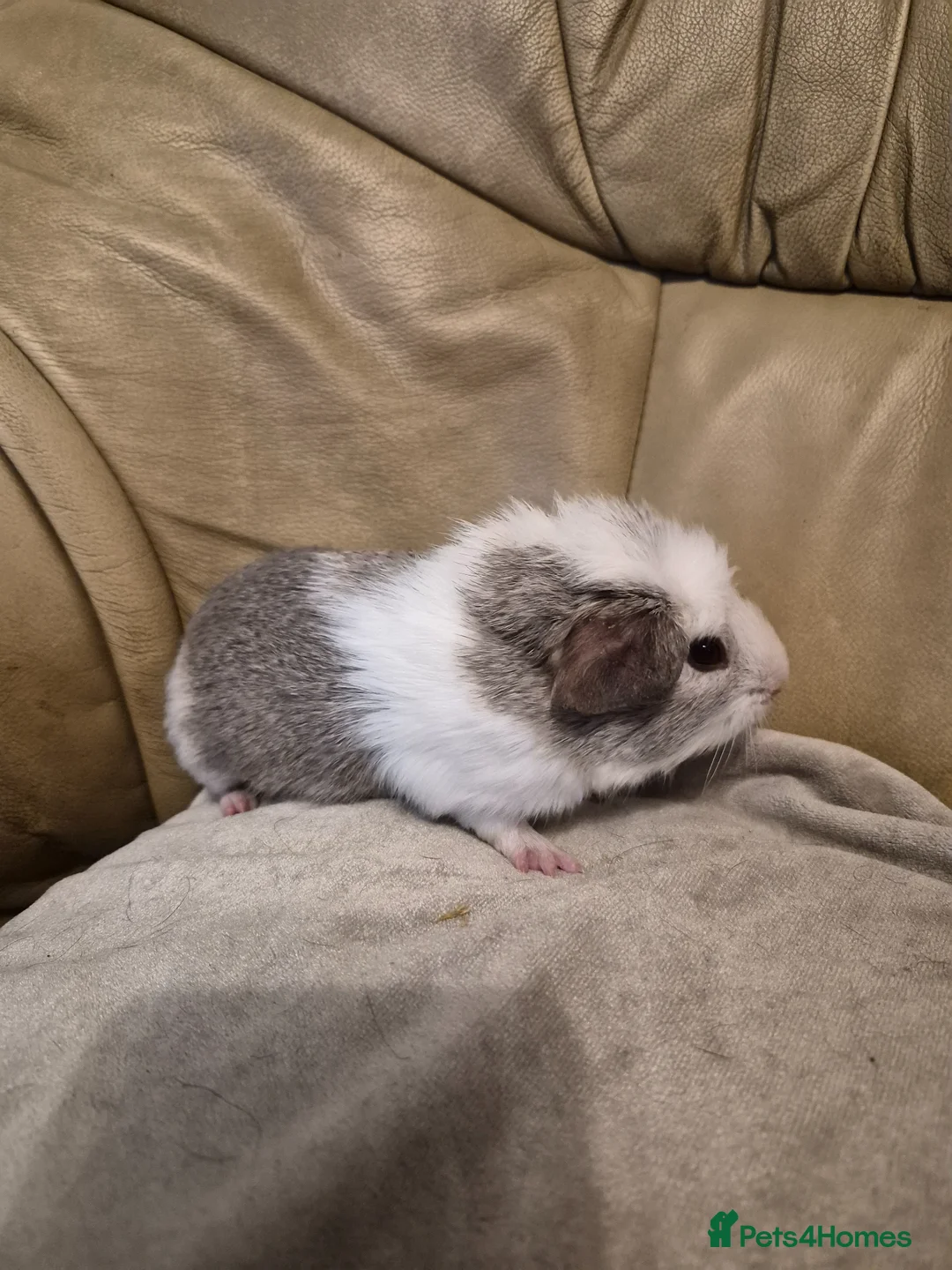 Guinea Pig rodents for sale: 6 Cute Male Guinea Pigs - Advert 2