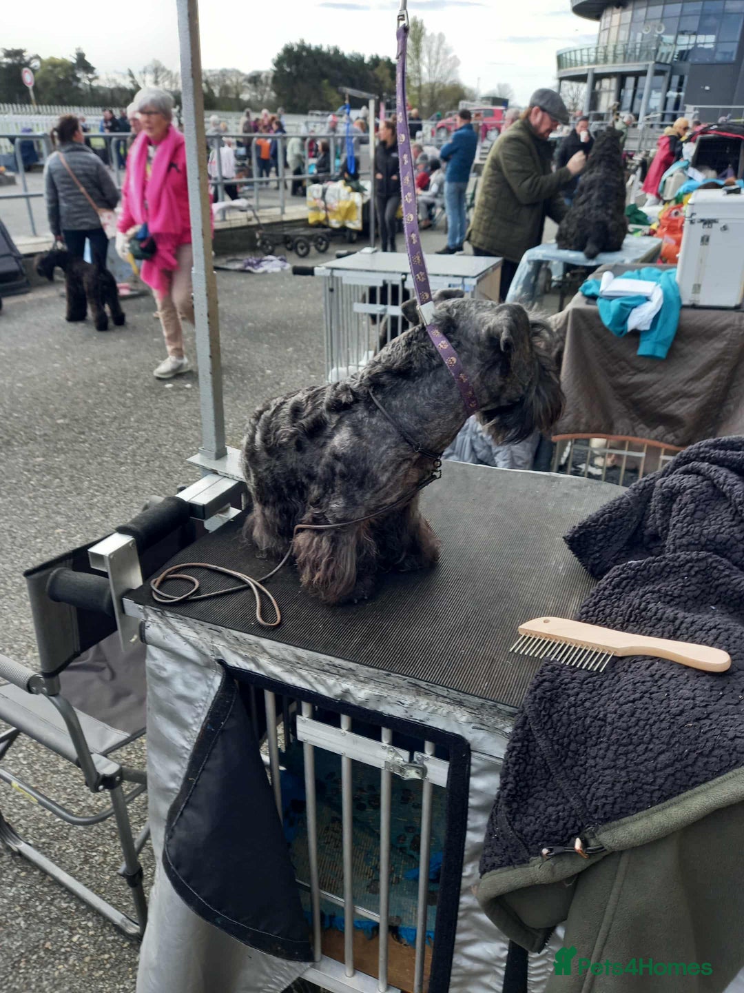 Cesky Terrier dogs for sale: CESKY TERRIER PUPPIES. advance notice - Advert 20