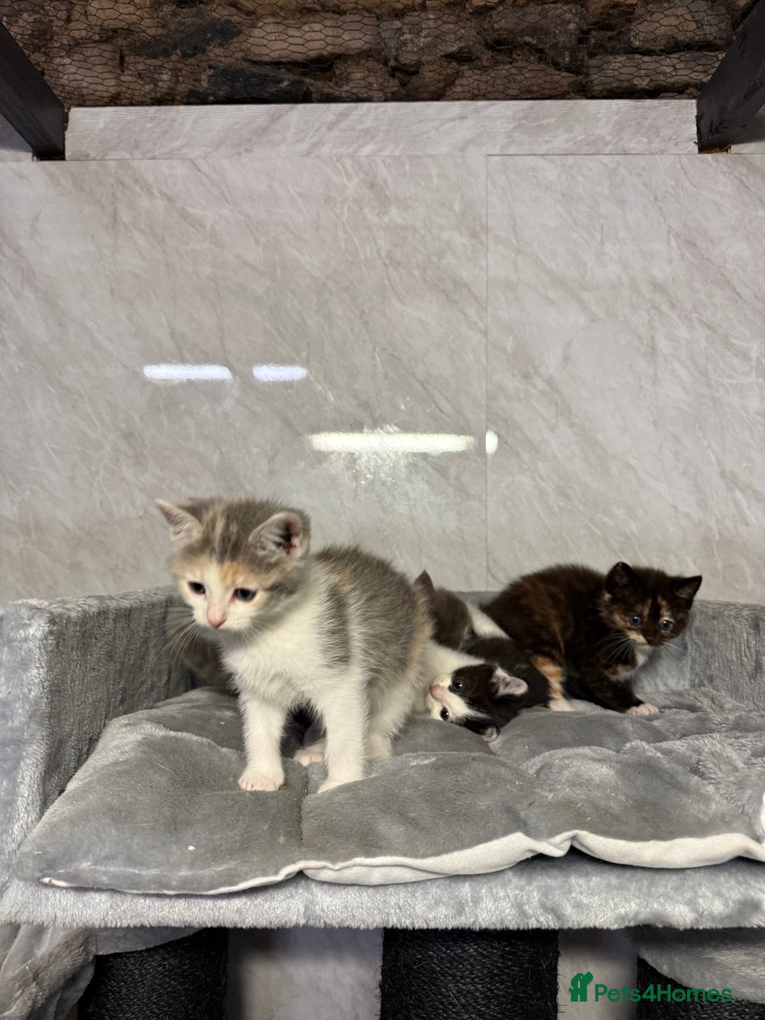 Ragdoll cats for sale: Half Ragdoll Kittens - Advert 12