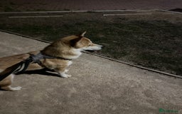 Mixed Breed dogs for sale: Beautiful Female Alaskan Malamute x Shiba Inu - Image 4