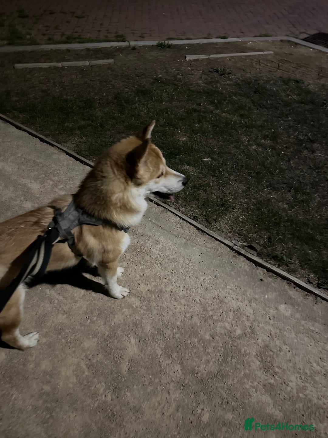 Mixed Breed dogs for sale: Beautiful Female Alaskan Malamute x Shiba Inu - Image 4
