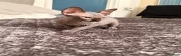Sphynx cats for sale: !🌺🫶 Ready NOW!! - Advert 11