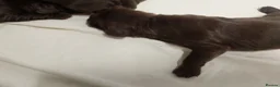 Sprocker dogs for sale: F1 sprocker puppies - Advert 30