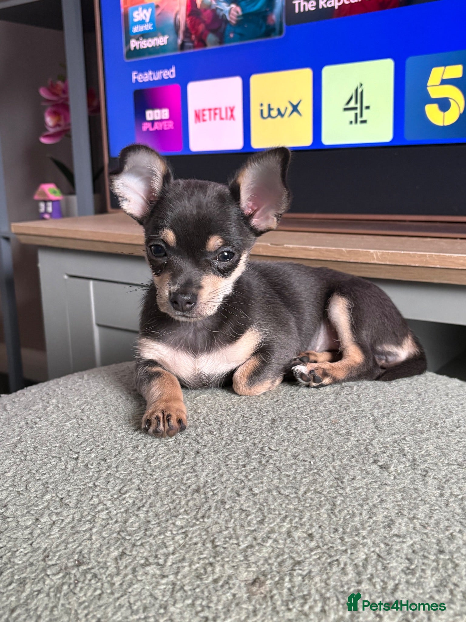 Chihuahua dogs Blue tri female  - Advert 6