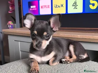 Chihuahua dogs Blue tri female - Advert 1
