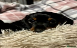 Miniature Dachshund dogs for sale: Miniature Dachshunds  - Image 6