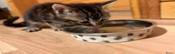 Mixed Breed cats for sale: Turkish van x American wire hair  - Advert 20