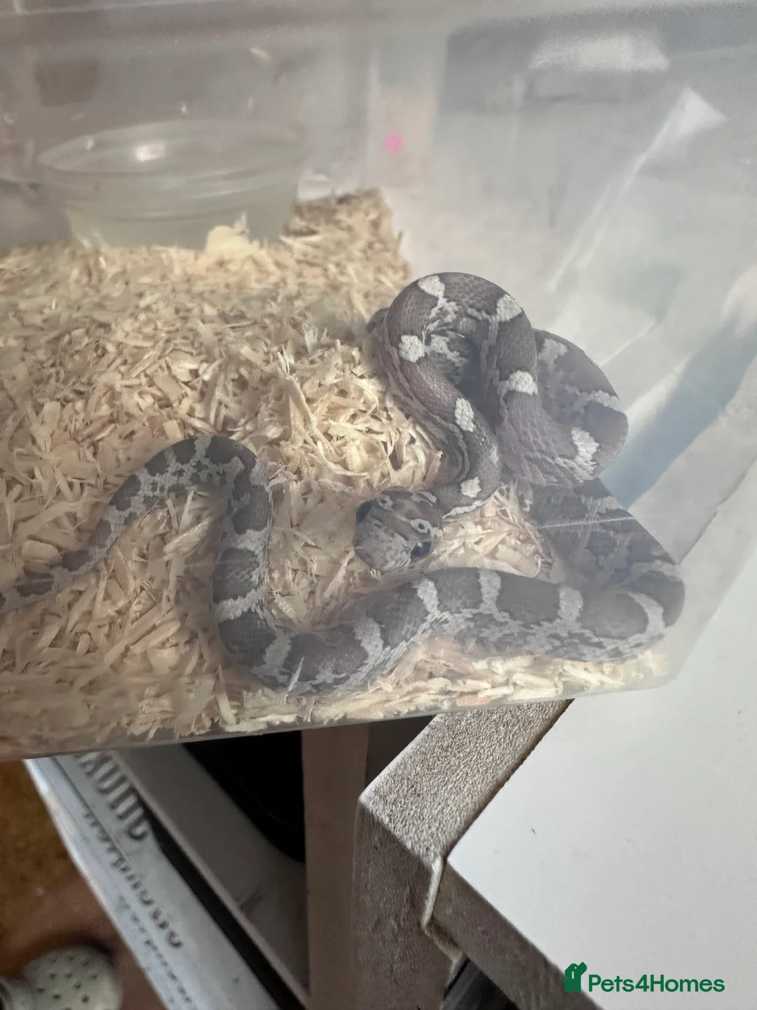Corn Snake reptiles for sale: Corn snake hatchlings cb25 corn snakes  - Advert 12